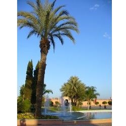 Onroerend goed: Marrakech wil nemen tegen de & # 8217; amateurisme