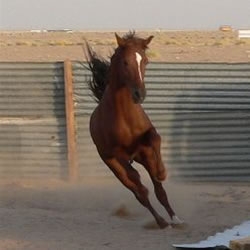 paard paardrijden in Marrakech