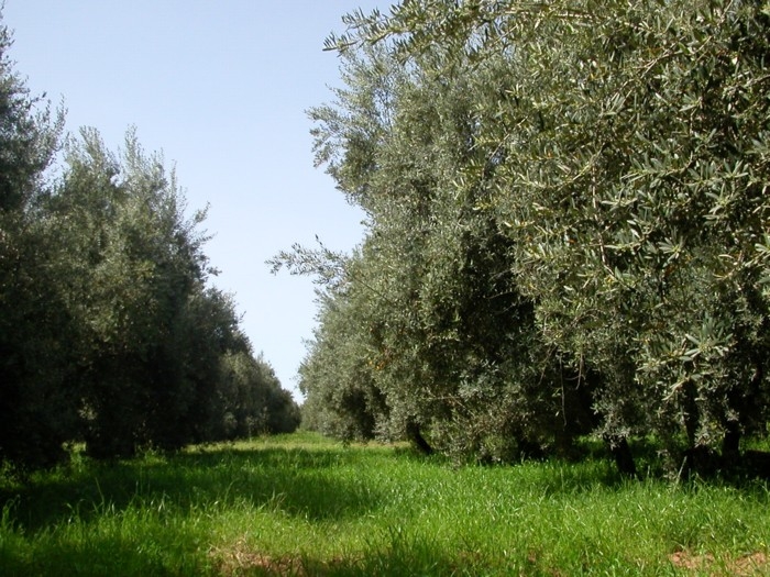 De tuinen d’agdal