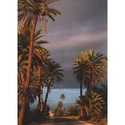 Een antenne Palm boom in de palmgrove.