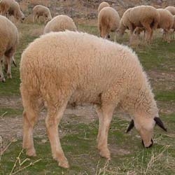 Nadat het nieuwe jaar de vooravond van het vlees van schapen neemt de nota's